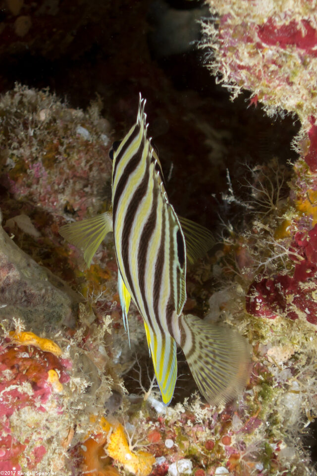 Paracentropyge multifasciata (Multi-Barred Angelfish)