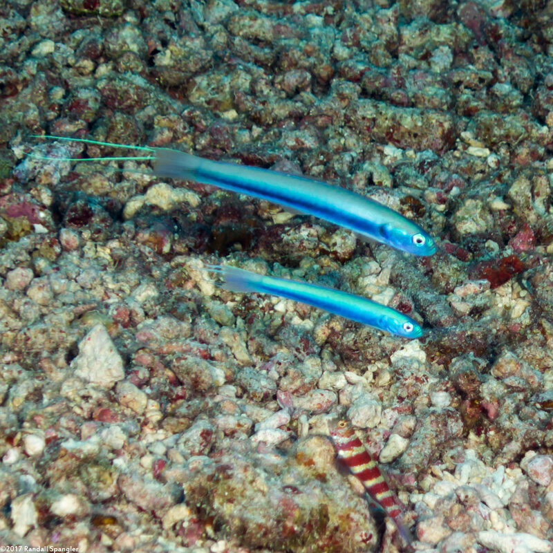 Ptereleotris hanae (Threadfin Dartfish)