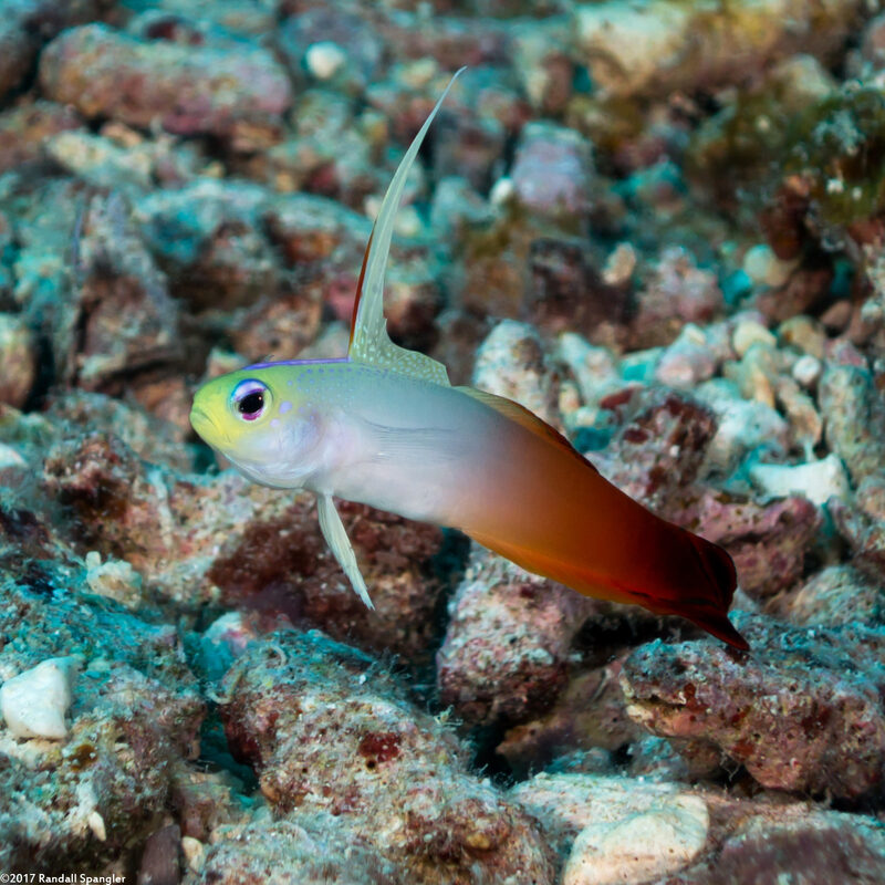Nemateleotris magnifica (Fire Dartfish)