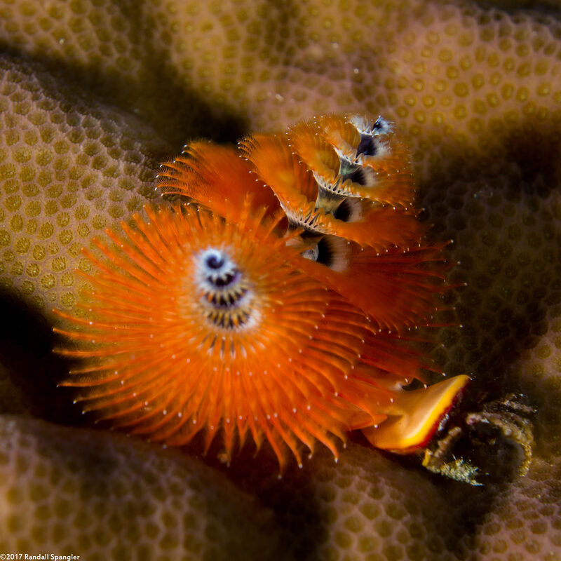 Spirobranchus sp.1 (Christmas Tree Worm)