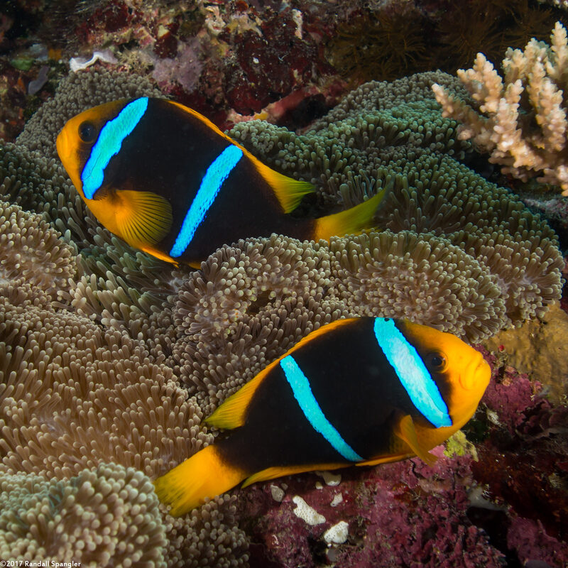 Amphiprion chrysopterus (Orangefin Anemonefish)