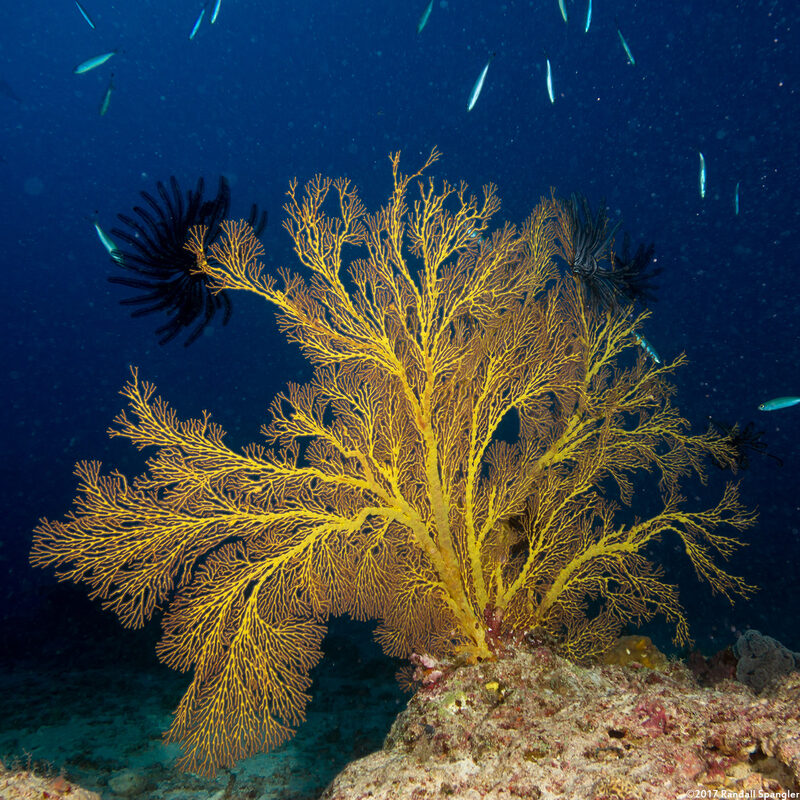 Subergorgia sp.1 (Subergorgia)