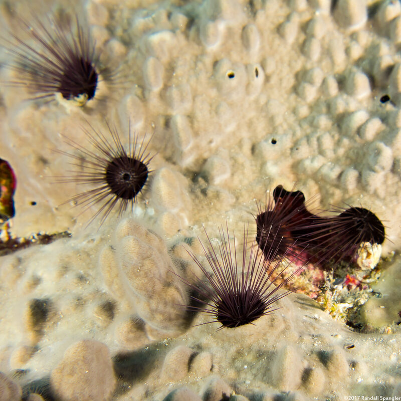 Echinostrephus aciculatus (Needle-Spined Urchin)