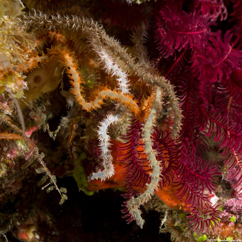 Cirrhipathes spiralis (Spiral Wire Coral)