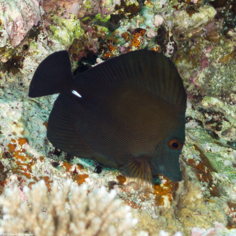 Zebrasoma scopas (Brushtail Tang)
