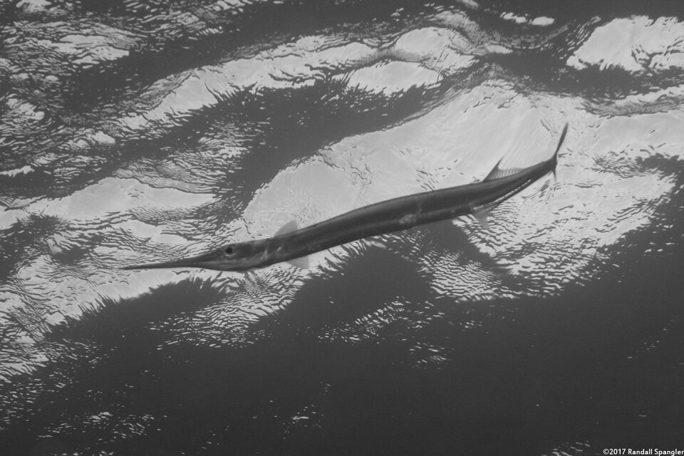 Strongylura incisa (Reef Needlefish)