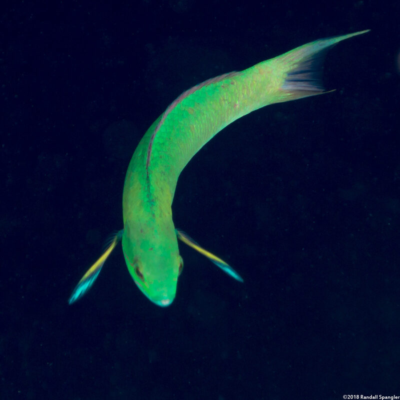 Thalassoma amblycephalum (Bluntheaded Wrasse)