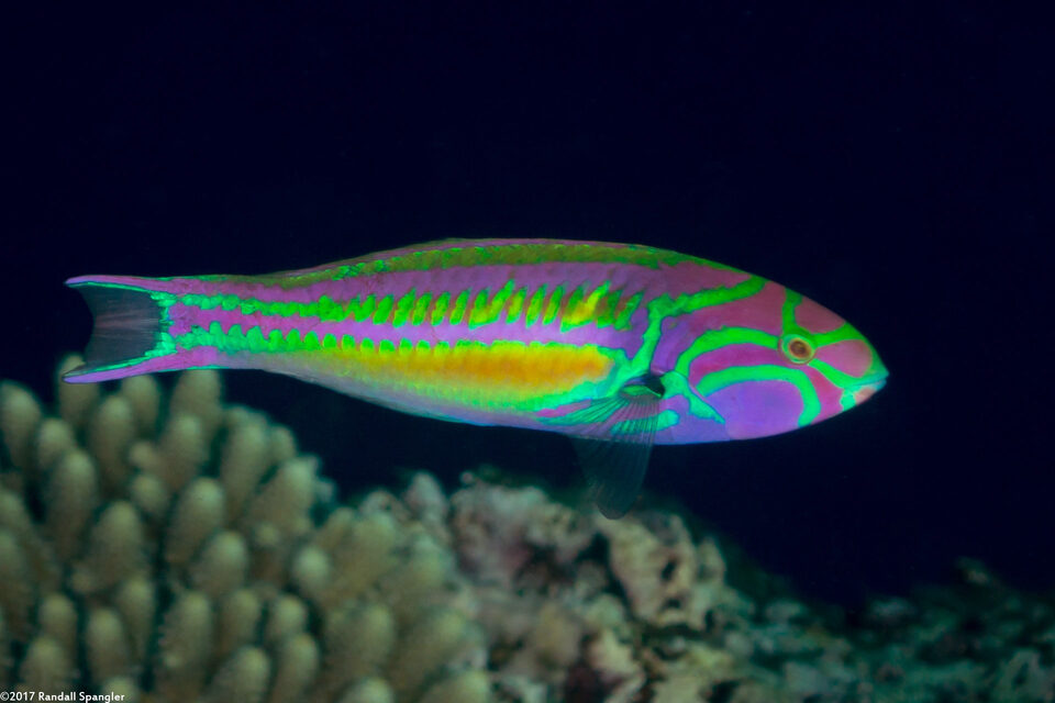 Thalassoma quinquevittatum (Fivestripe Wrasse)
