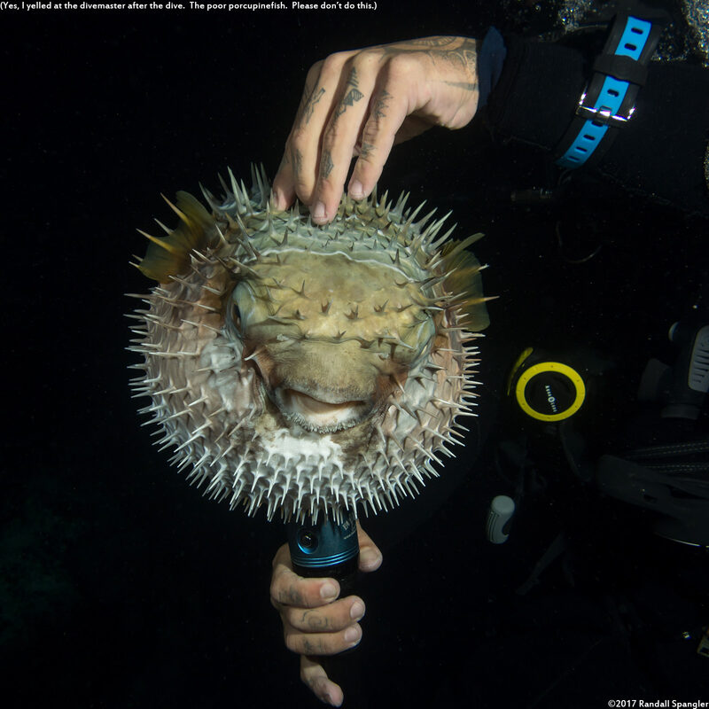 Diodon liturosus (Black-Blotched Porcupinefish); Do NOT do this!