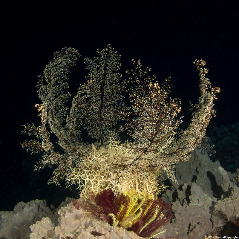 Astroboa nuda (Giant Basket Star)