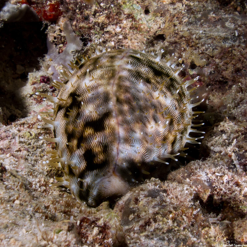 Cypraea tigris (Tiger Cowry)