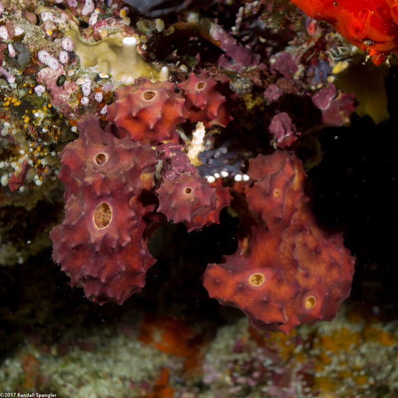 Aplysinella sp.1 (Aplysinella)