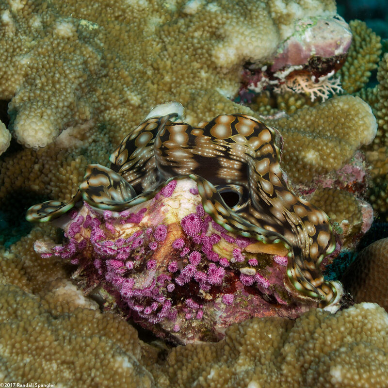Tridacna squamosa (Fluted Giant Clam)