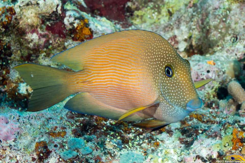 Ctenochaetus cyanocheilus (Bluelipped Bristletooth)