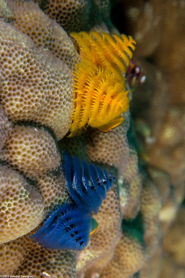Spirobranchus sp.1 (Christmas Tree Worm)