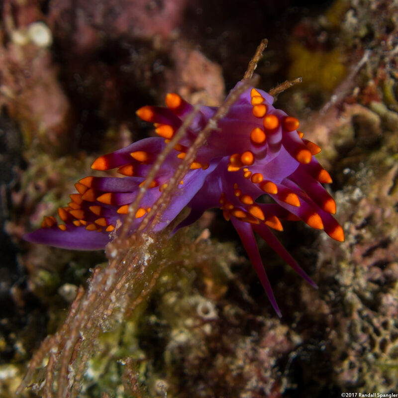 Trinchesia sibogae (Siboga Cuthona)
