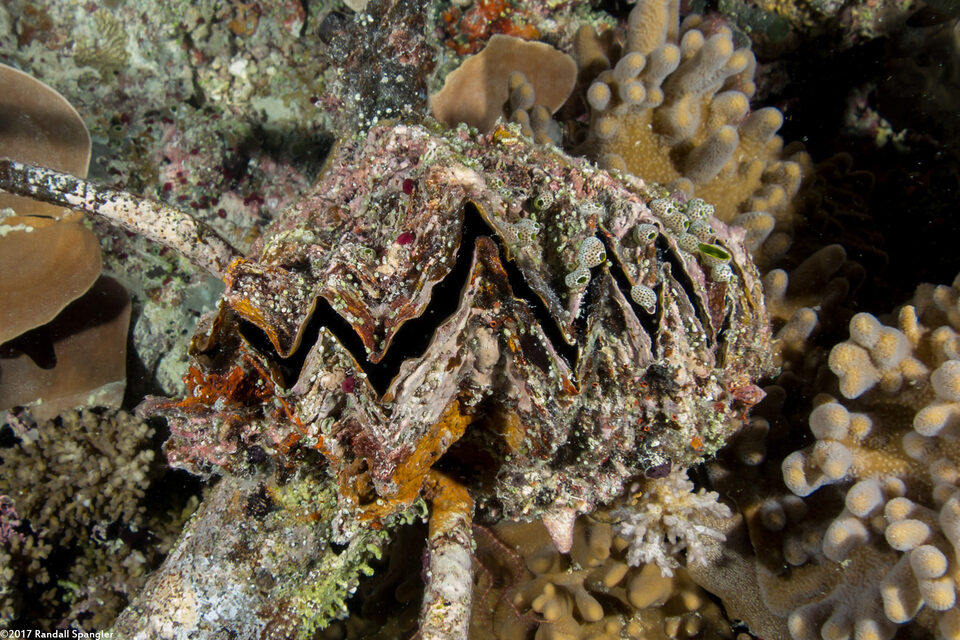 Hyotissa hyotis (Honeycomb Oyster)