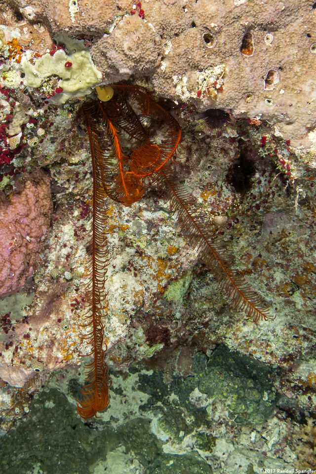 Comanthus parvicirrus (Common Crevice Feather Star)