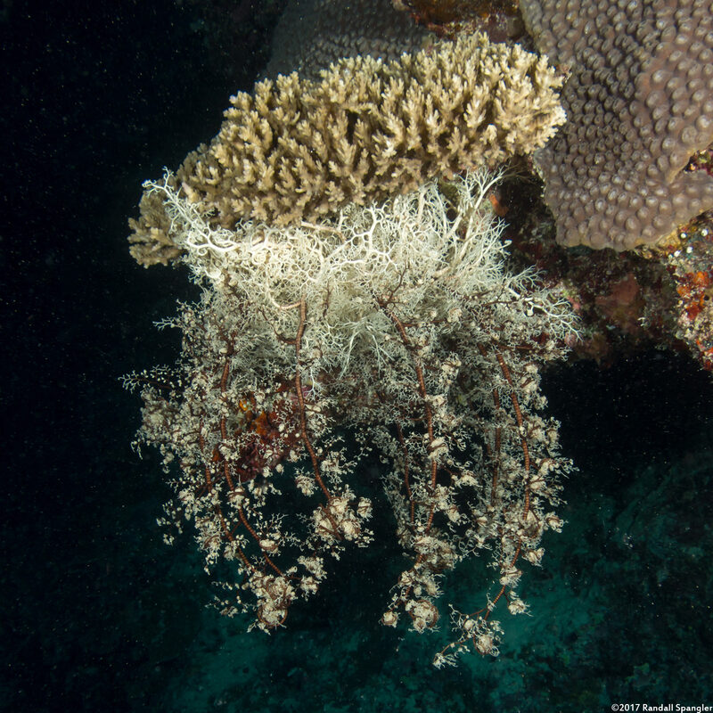Astroboa nuda (Giant Basket Star)