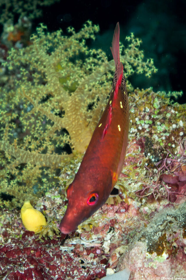 Bodianus dictynna (Redfin Hogfish)