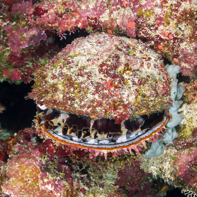 Spondylus varius (Variable Thorny Oyster)