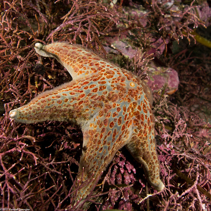 Dermasterias imbricata (Leather Star)
