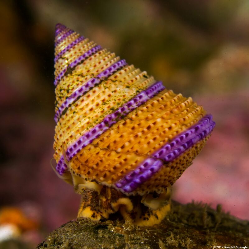 Calliostoma annulatum (Blue-Ring Top Snail)