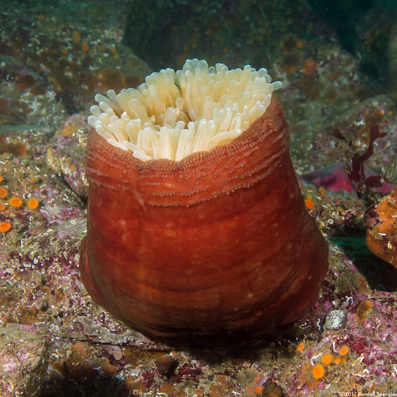 Urticina piscivora (Fish-Eating Urticina); Pulled in