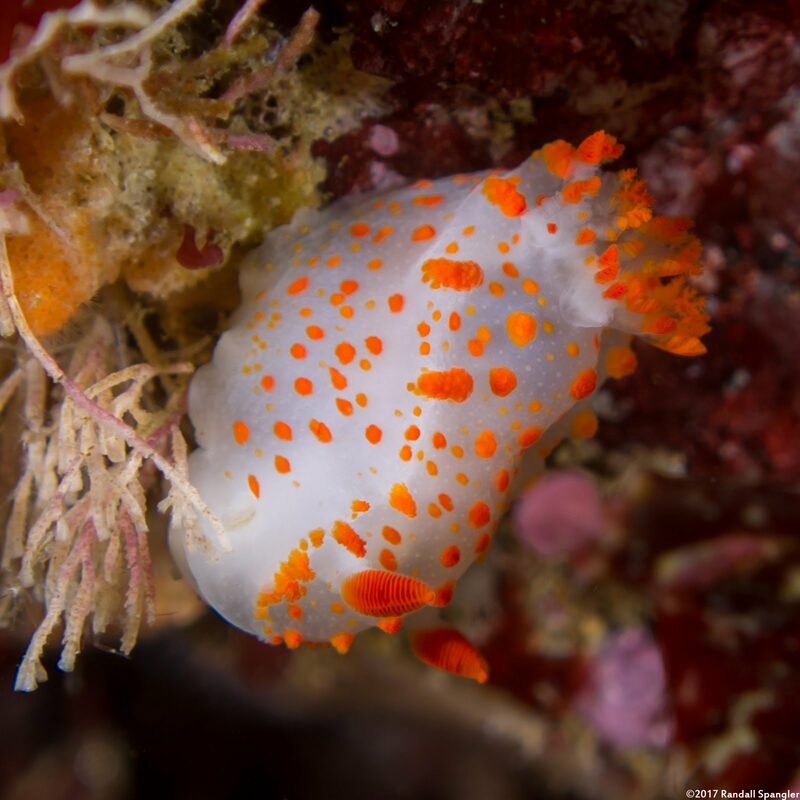 Triopha catalinae (Catalina Triopha)