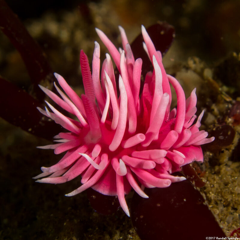 Okenia rosacea (Hopkins' Rose Nudibranch)