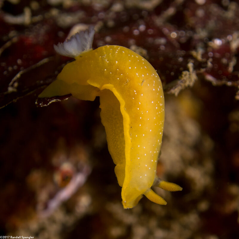 Doriopsilla fulva (White-Speckled Dorid)