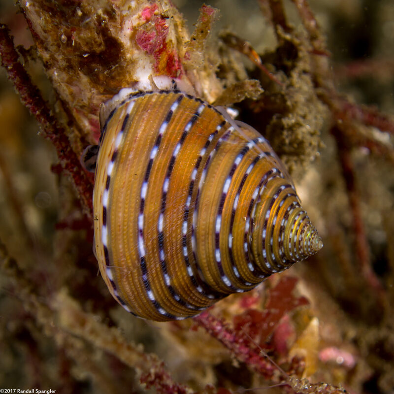 Calliostoma tricolor (Three-Colored Top Shell)