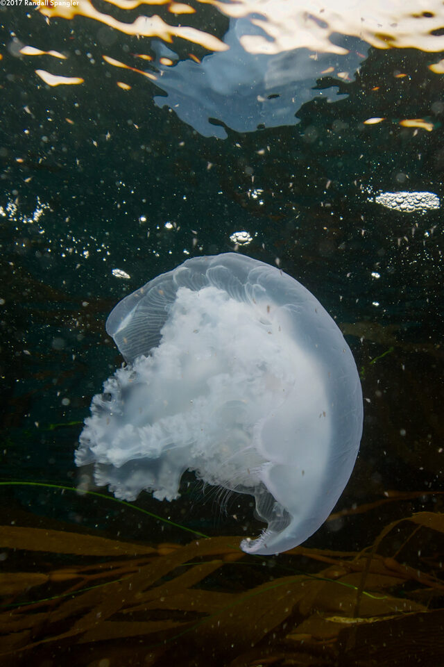 Aurelia aurita (Moon Jelly)
