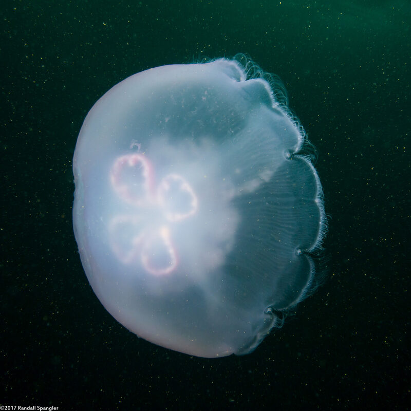 Aurelia aurita (Moon Jelly)