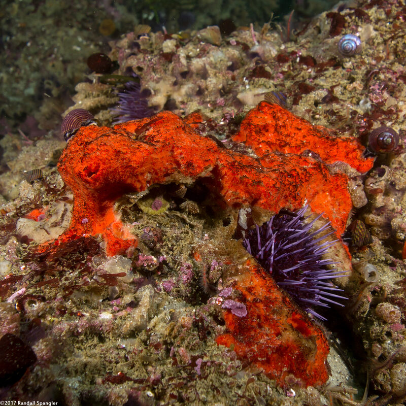 Cyamon argon (Orange Sponge)