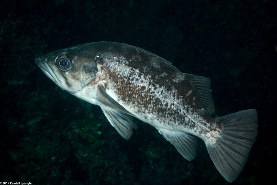 Sebastes melanops (Black Rockfish)