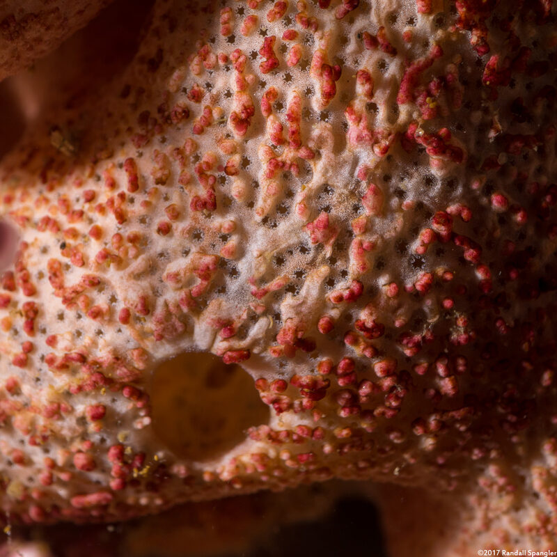 Trididemnum opacum (Trididemnum Opacum); Close up