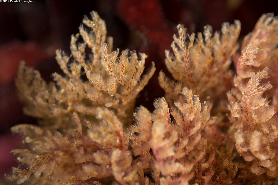 Scrupocellaria sp.1 (Scrupocellaria)