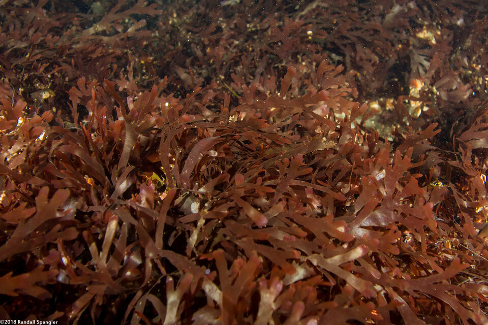 Callophyllis flabellulata (Red Sea Fan)