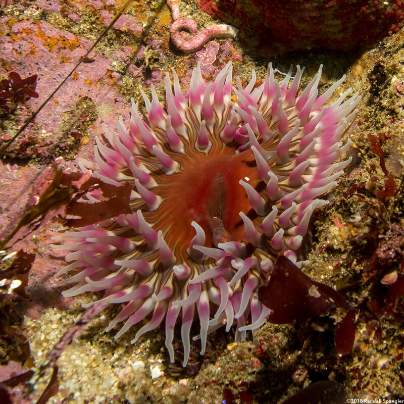 Urticina coriacea (Stubby Rose Anemone)