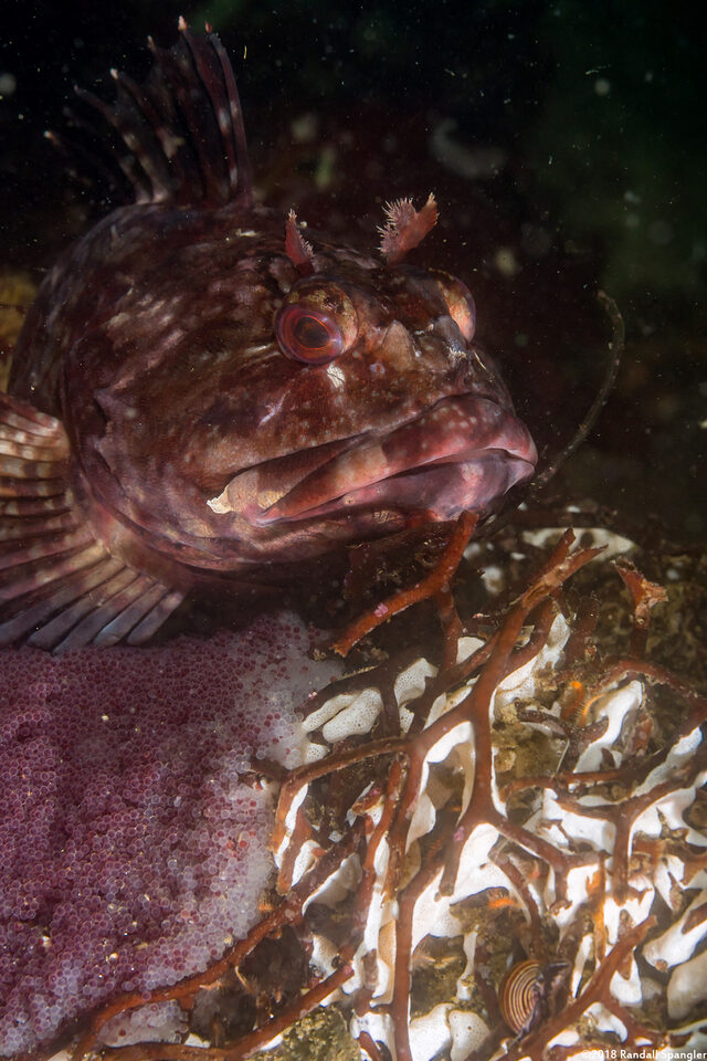 Scorpaenichthys marmoratus (Cabezon); Guarding eggs