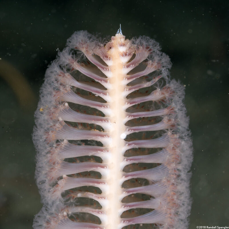 Stylatula elongata (White Sea Pen)