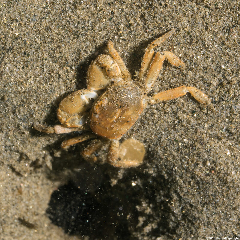Scleroplax granulata (Burrow Pea Crab)