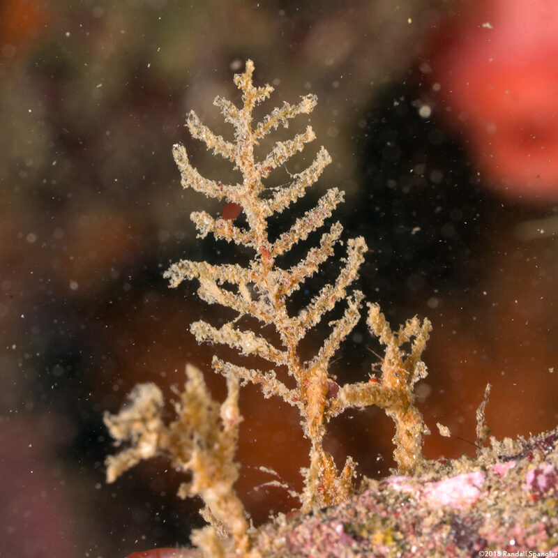 Abietinaria sp.1 (Sea Fir)