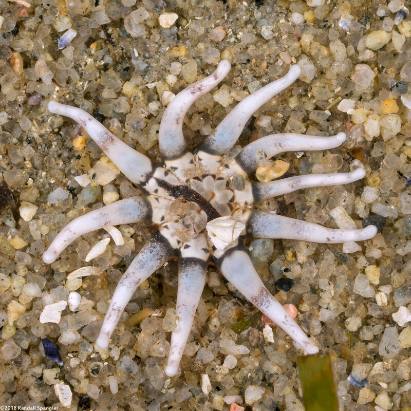 Halcampa decemtentaculata (Burrowing Anemone)
