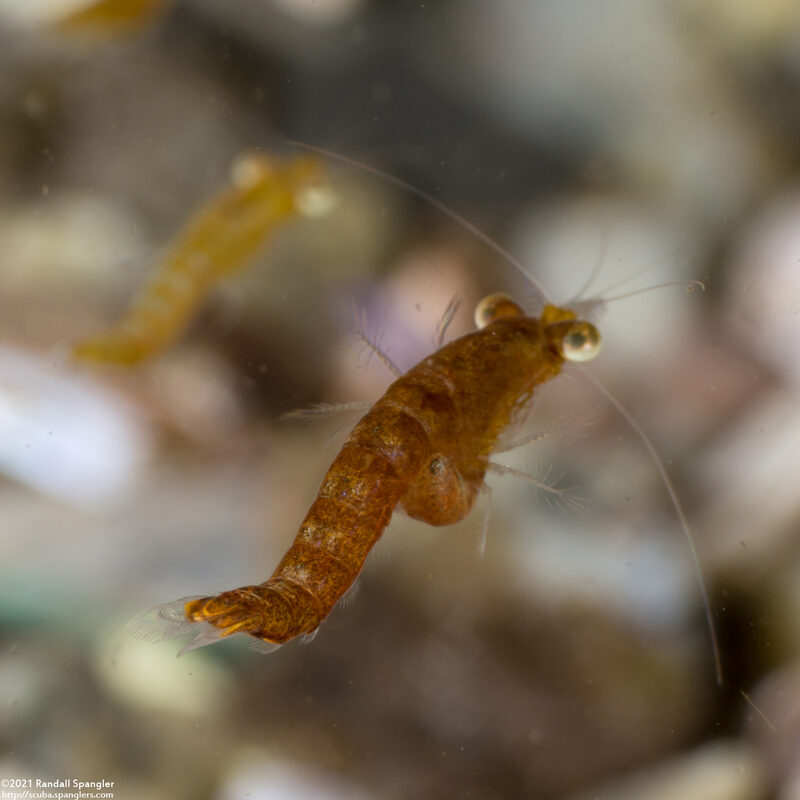 Order Mysida (Mysids)