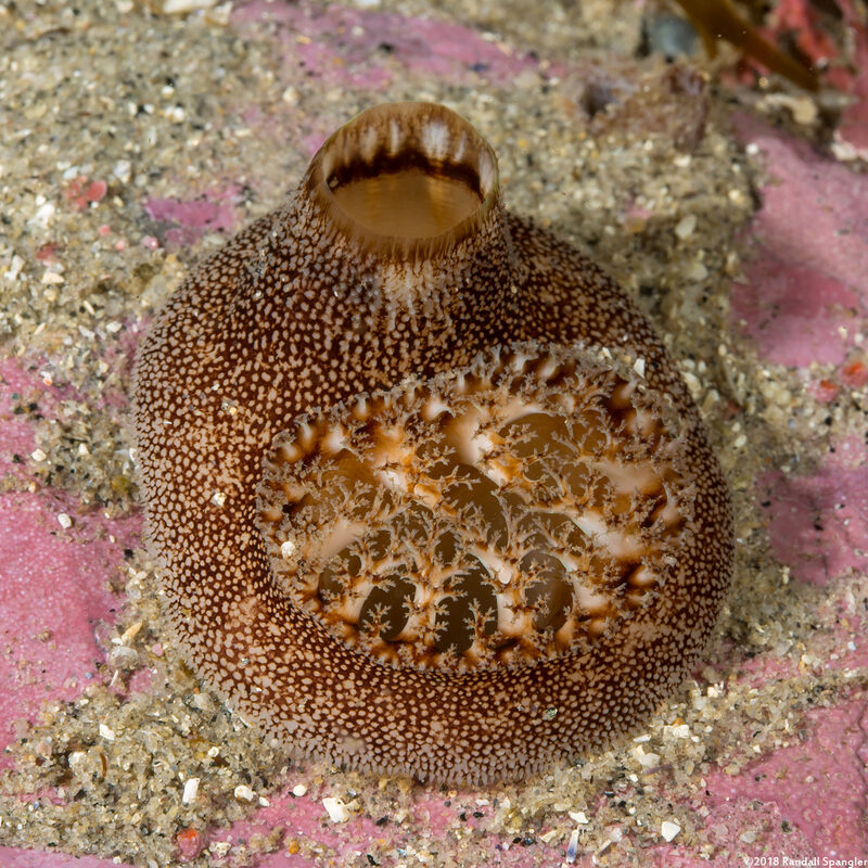 Parapholas californica (Scaleside Piddock)