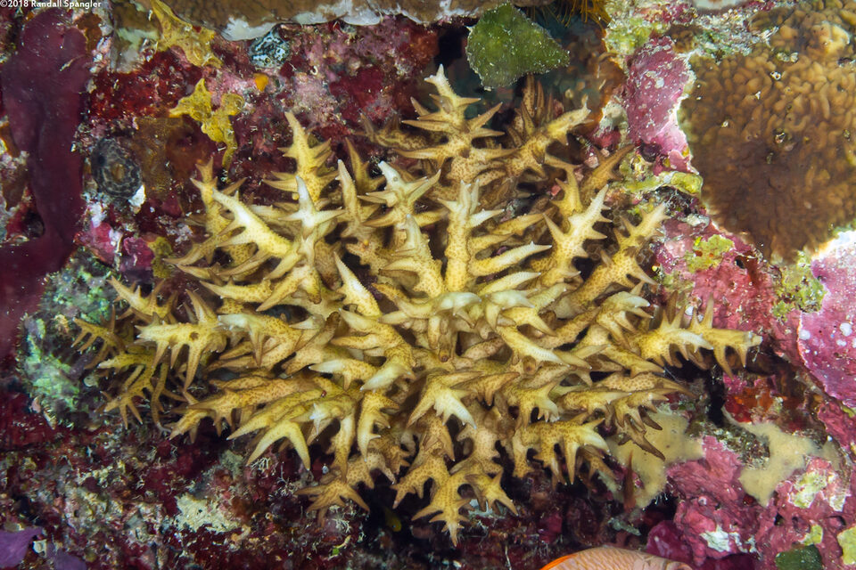 Seriatopora aculeata (Seriatopora Aculeata)