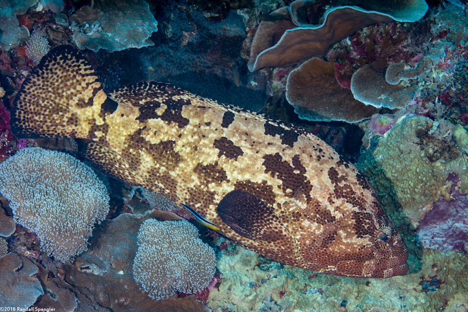 Epinephelus fuscoguttatus (Brown-Marbled Grouper)