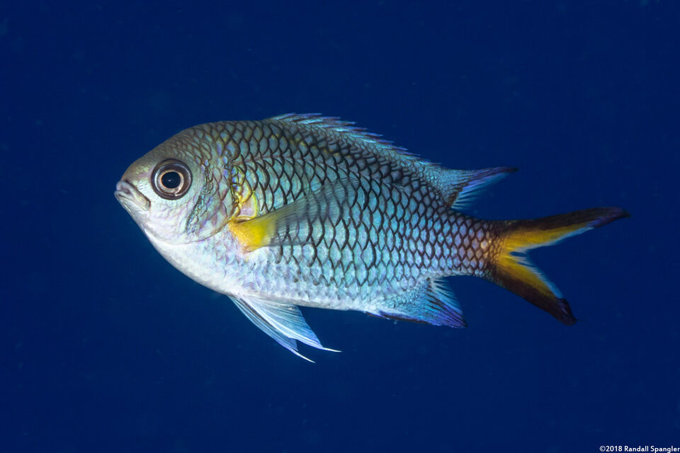 Chromis xanthochira (Yellow-Axil Chromis)